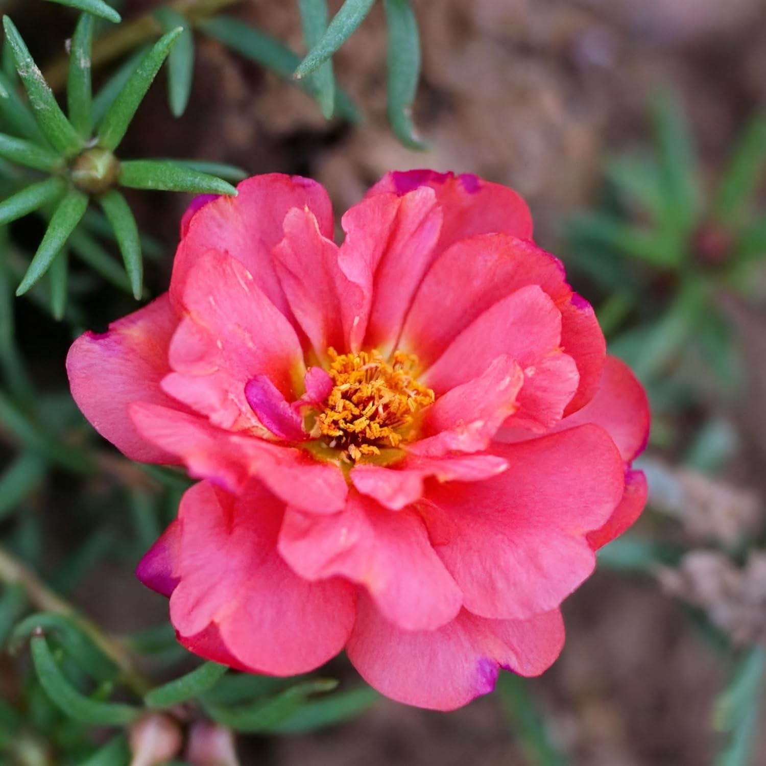 Mixed Color Portulaca Grandiflora Seeds, 20000 Double Moss Rose Seeds for Planti