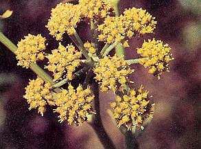 Lovage Levisticum officinale 500 seeds