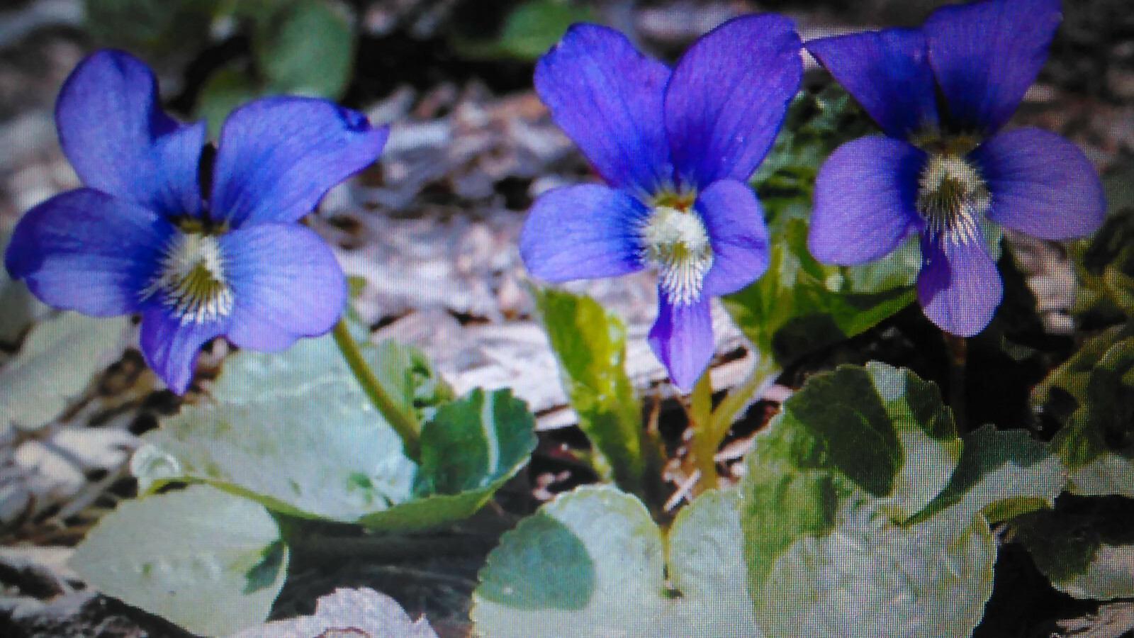 75 Wild Purple Violet Rhizome/Bulbs- Fresh, Healthy, & Bare- Ready To Plant