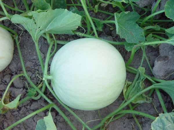 HONEYDEW MELON SEEDS