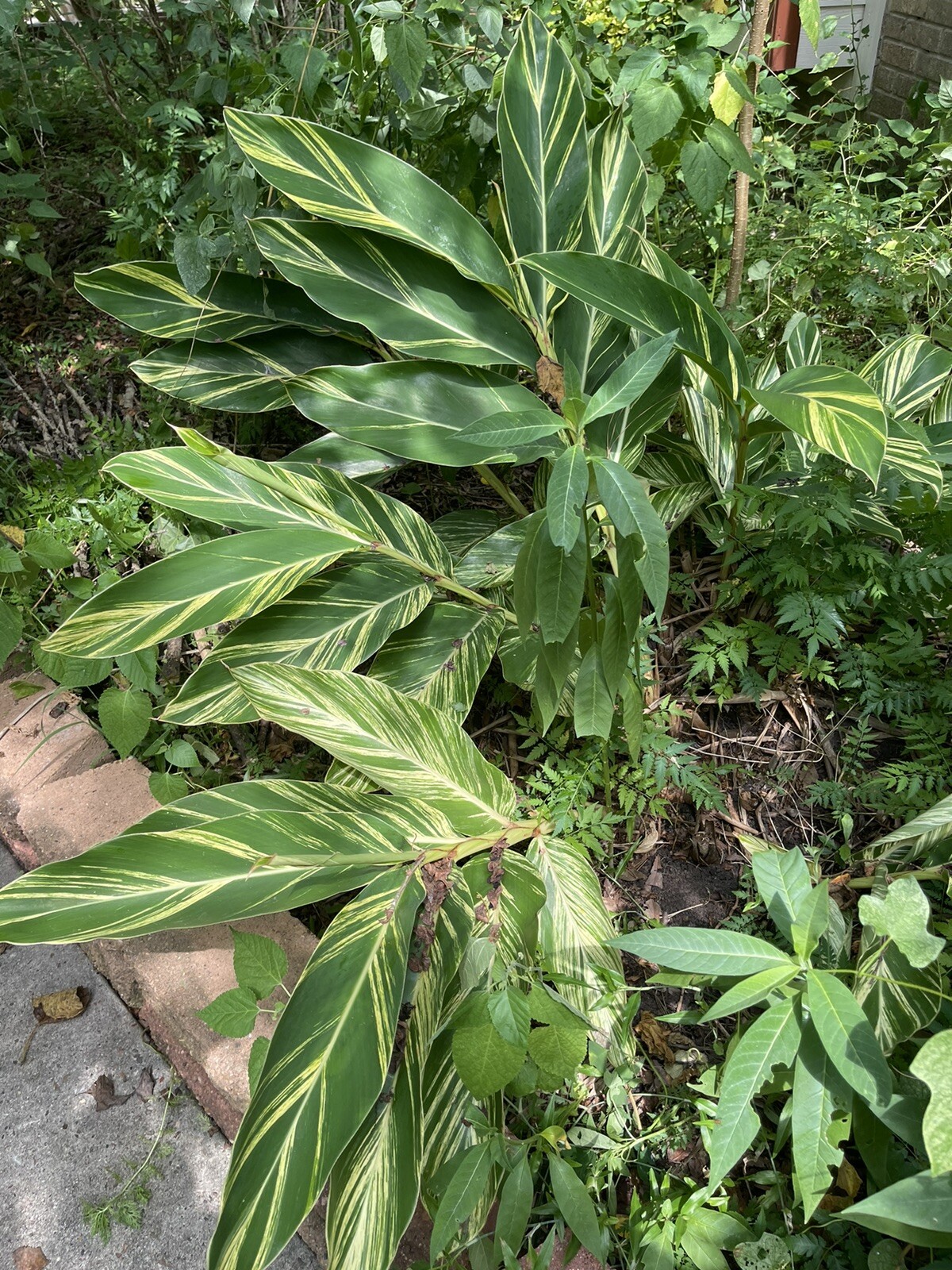 Variegated Shell Ginger (1) Rhizome Alpinia zerumbet 🌸