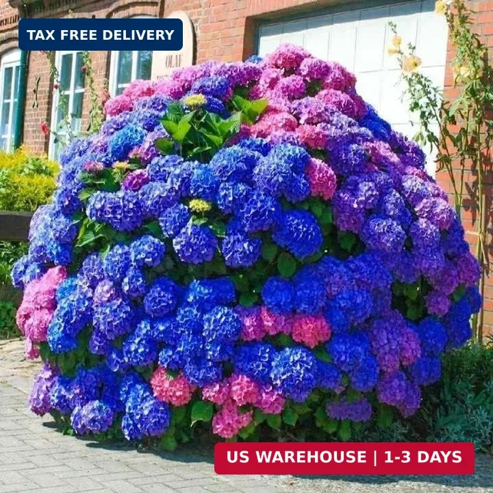 35pcs Blue Pink Purple Hydrangea Seeds – Stunning Perennial Flowers for Colorful