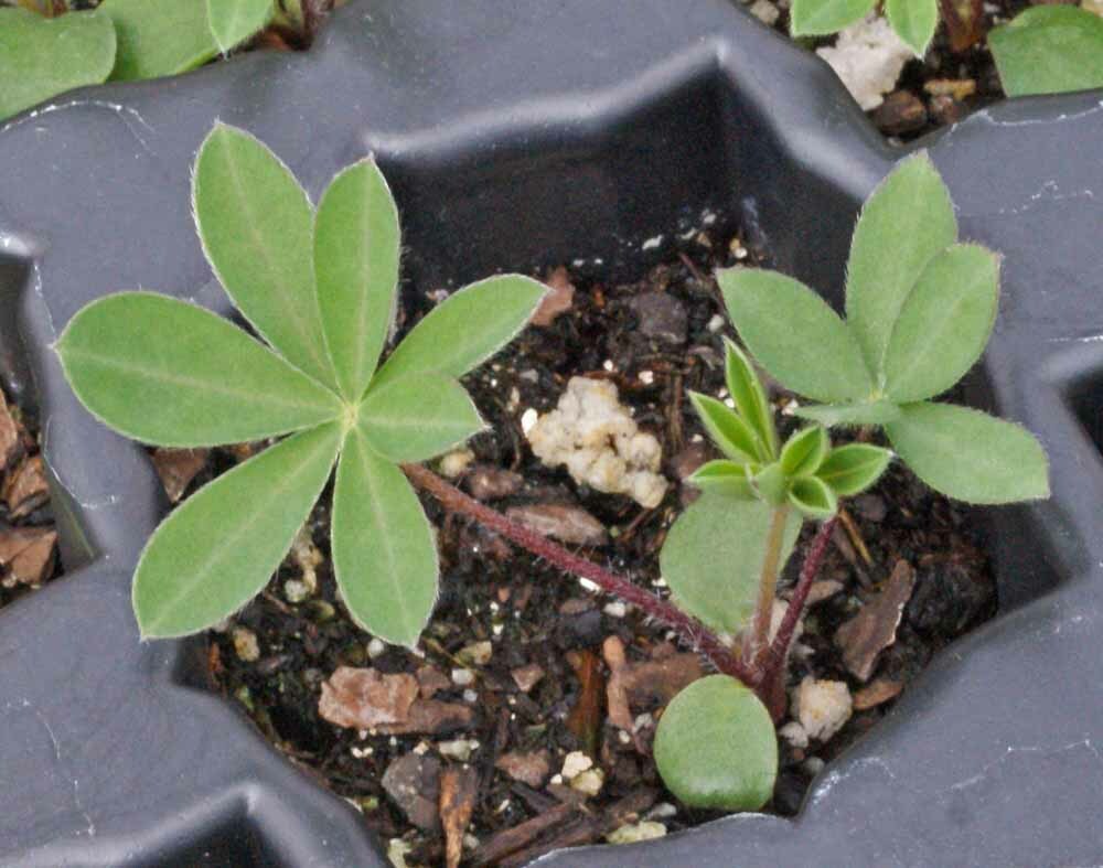150 Russell Lupine Flower Seeds Lupinus polyphyllus Perennial