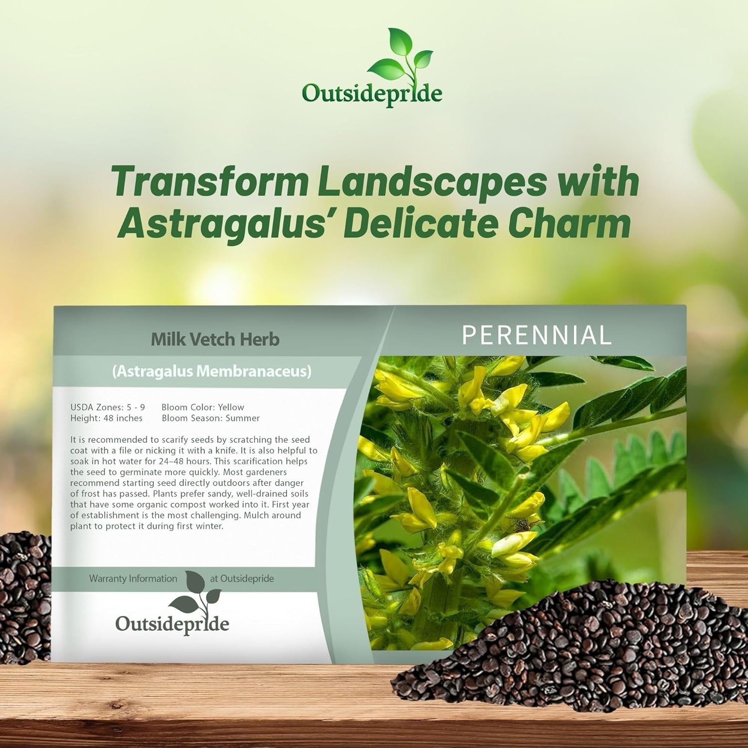 200 Seeds Astragalus Seeds – Milk Vetch Herb Seed
