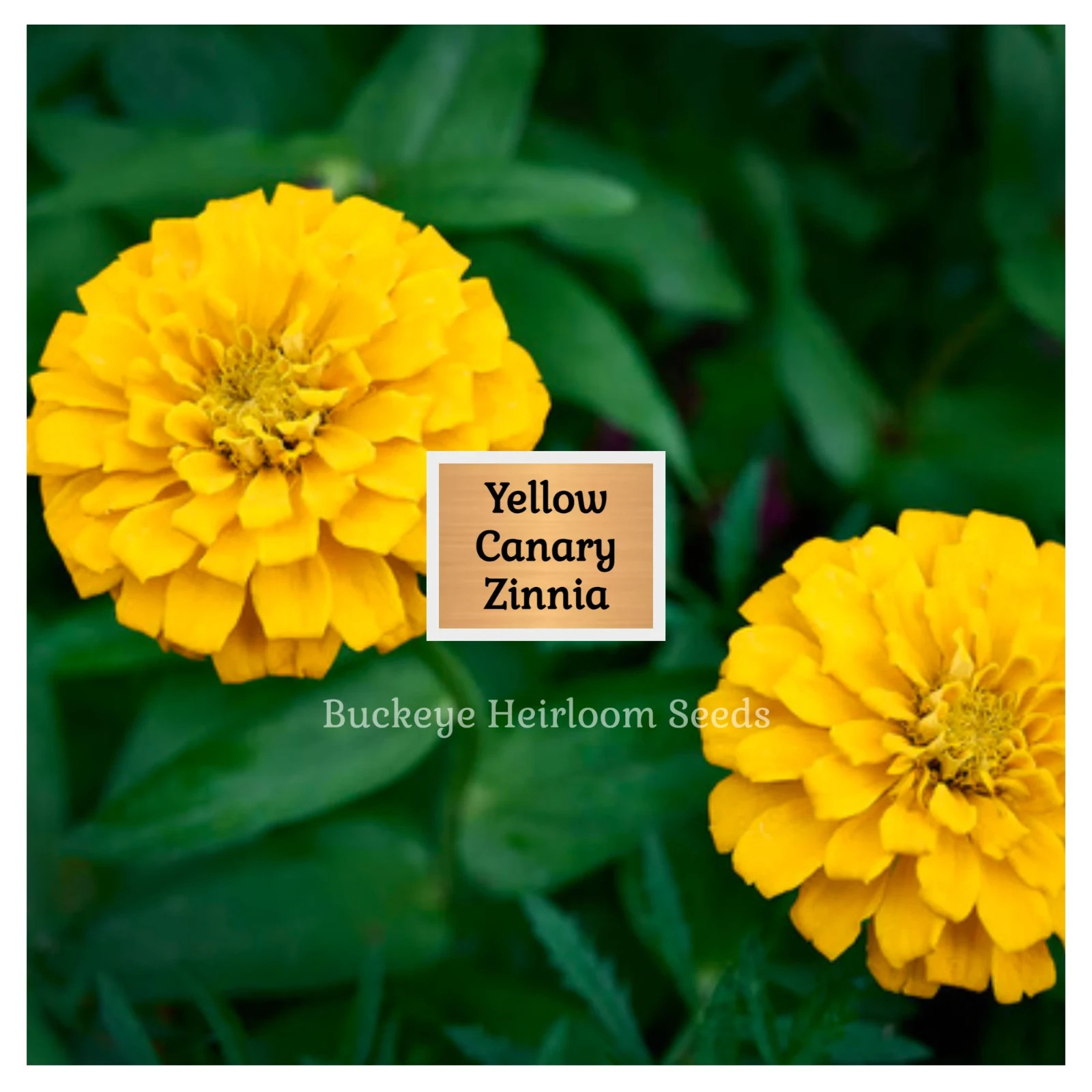 Zinnia | Canary Bird | 100 Seeds | Easy to Grow | Non GMO (Zinnia elegans)
