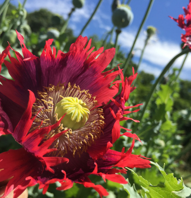 Poppy DRAMA QUEEN Breadseed Frilled Edges Red Purple Flowers Non-GMO 1000 Seeds!