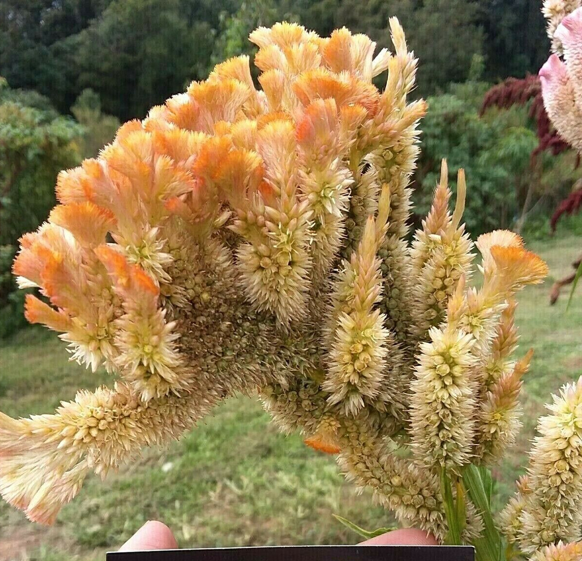 Orange Brain Celosia – 50 Seeds – 3-4 ft tall – Comb. S/H