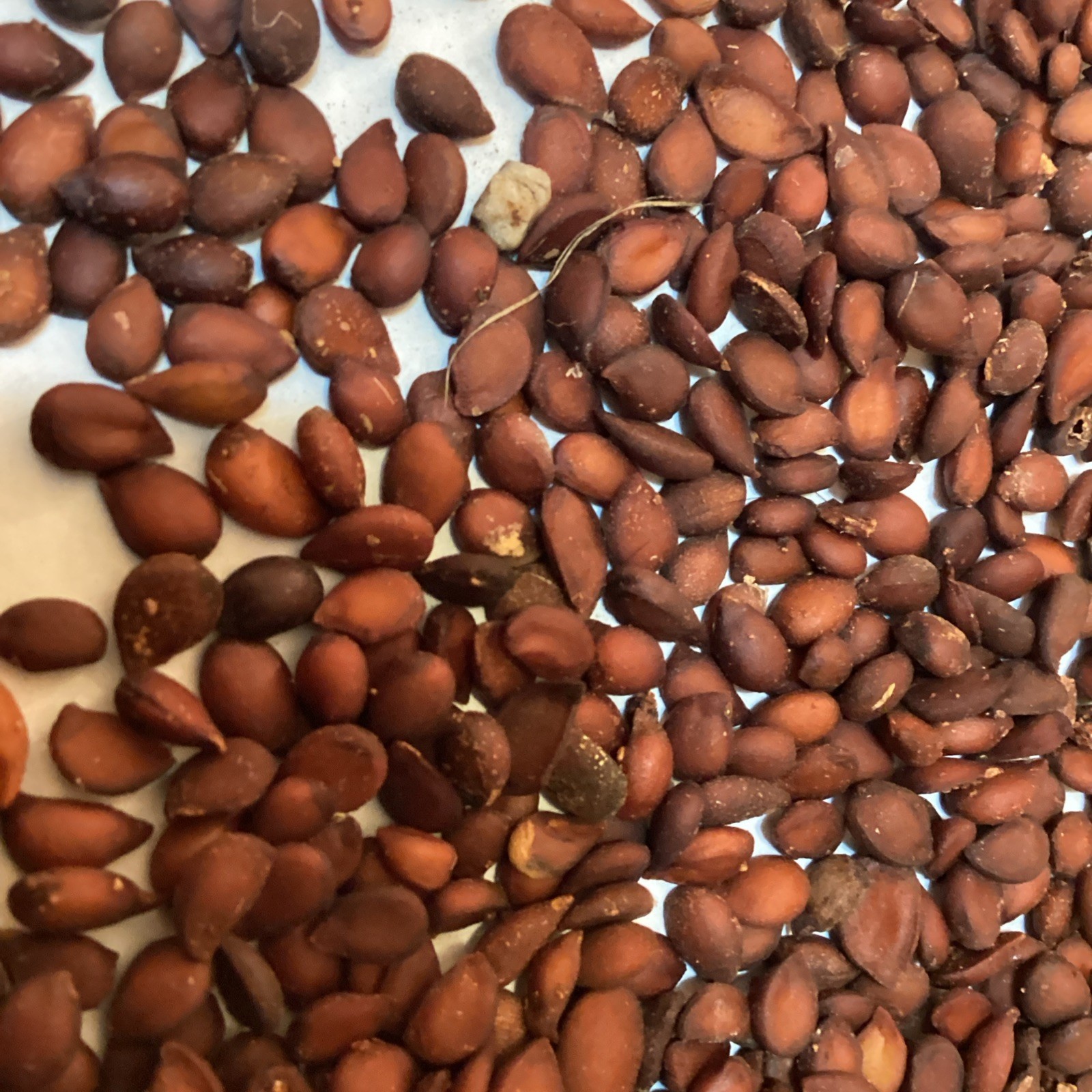 Common Pear Tree Seeds (10 Seeds) (PYRUS COMMUNIS) (Domestic Pear)