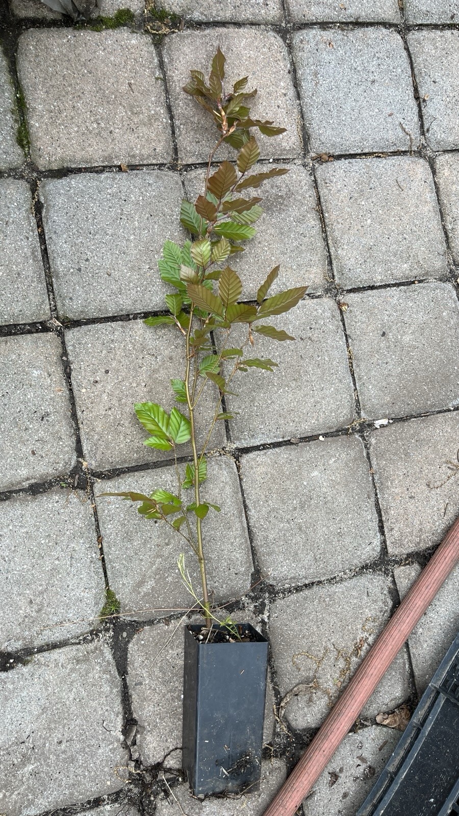 Fagus sylvatica Purpurea Copper Beech, 2 year old plant 20-26 inches tall
