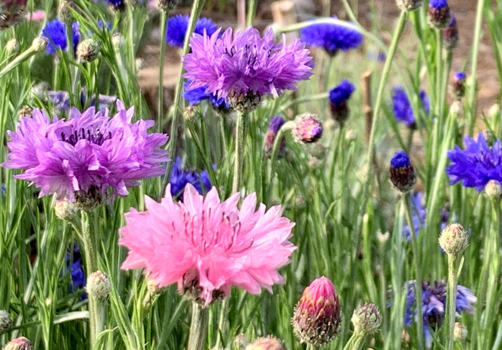 Bachelor Button Polka dot Mix Seeds / Flowers