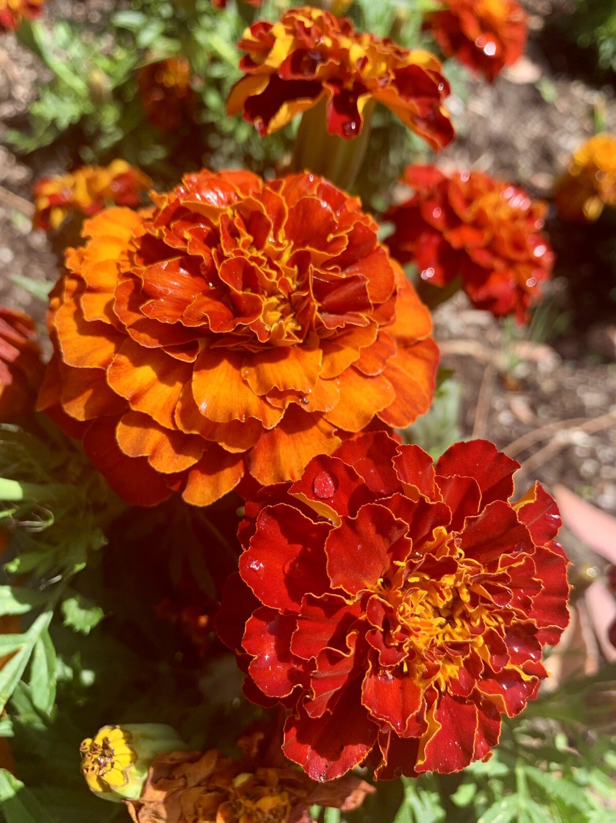 Mixed Red-Orange-Yellow French Marigold, Tagetes Patula – 100 seeds 2024 – USA