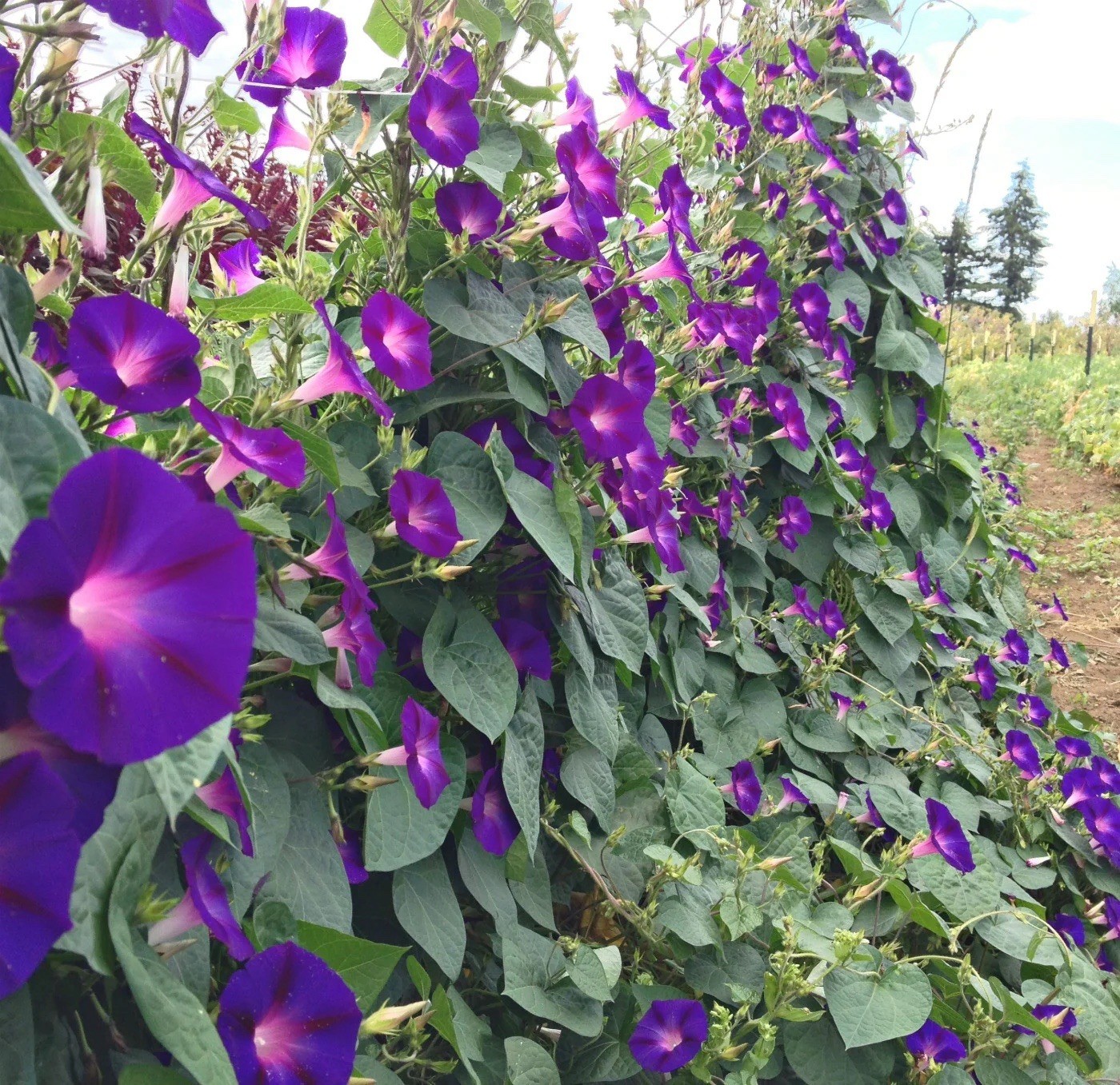 Morning Glory Seeds – 2000 pcs Mixed Color Blooms for Stunning Garden, Bulk