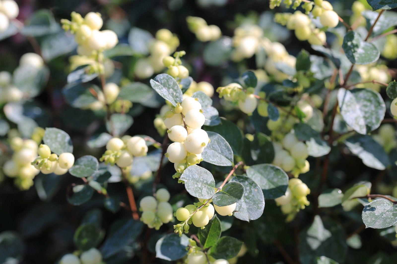 10 Dwarf CREEPING SNOWBERRY Shrub White Pink Flower Symphoricarpos Mollis Seeds