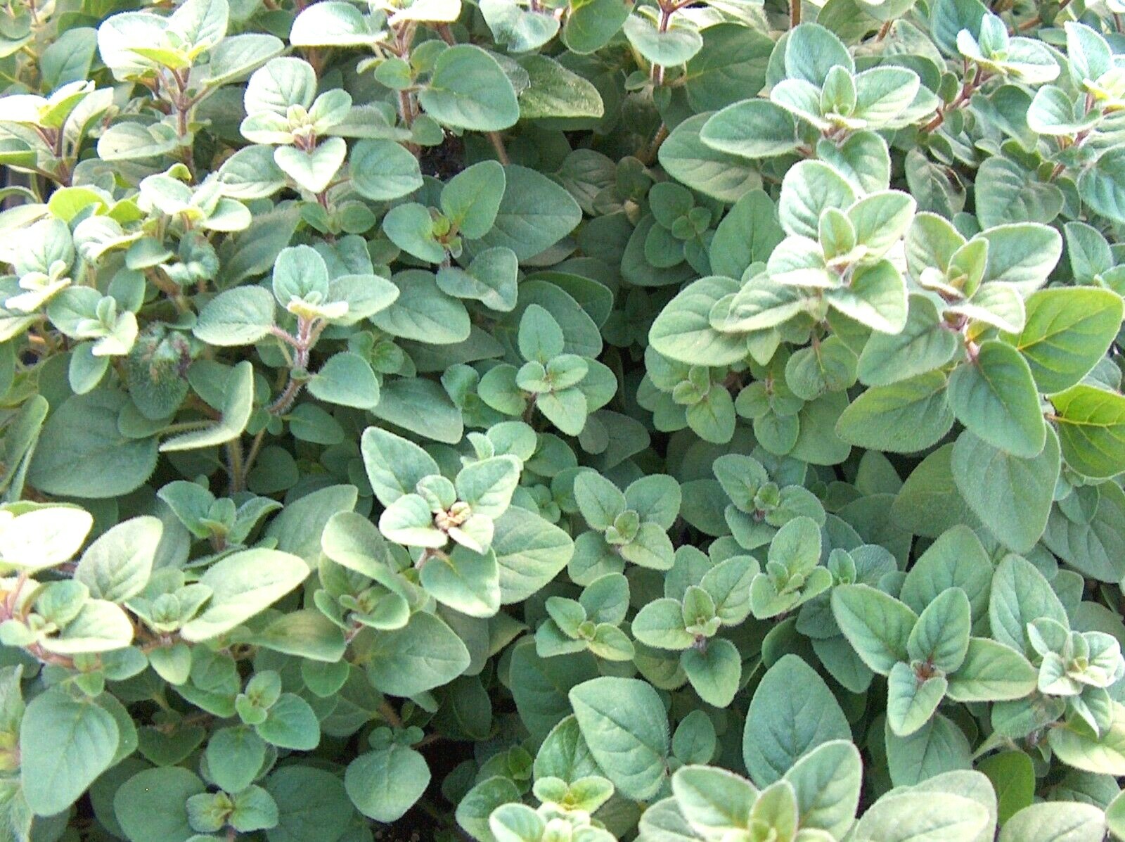 301+TRUE GREEK OREGANO Herb Seeds Organic Garden Container Perennial Heat Cold