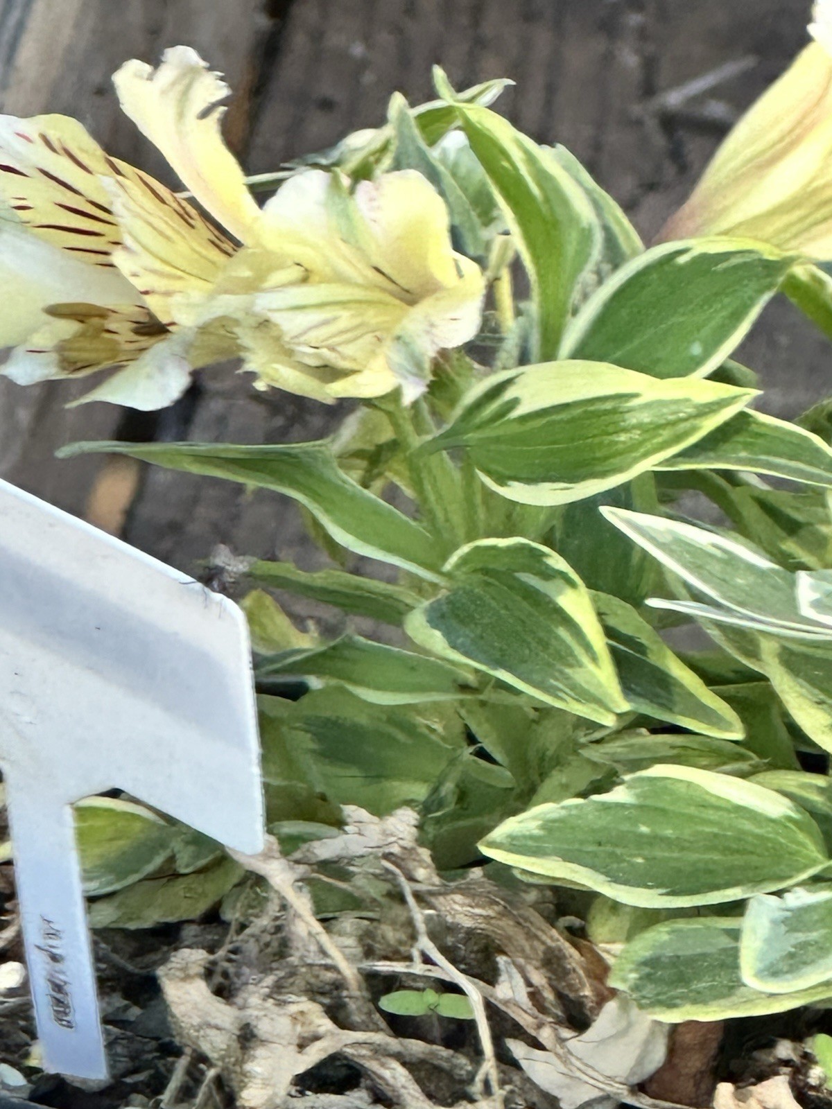 Alstroemeria aurea Yellow Variegated Peruvian Lily 1 Live Flower Plant Root Bulb