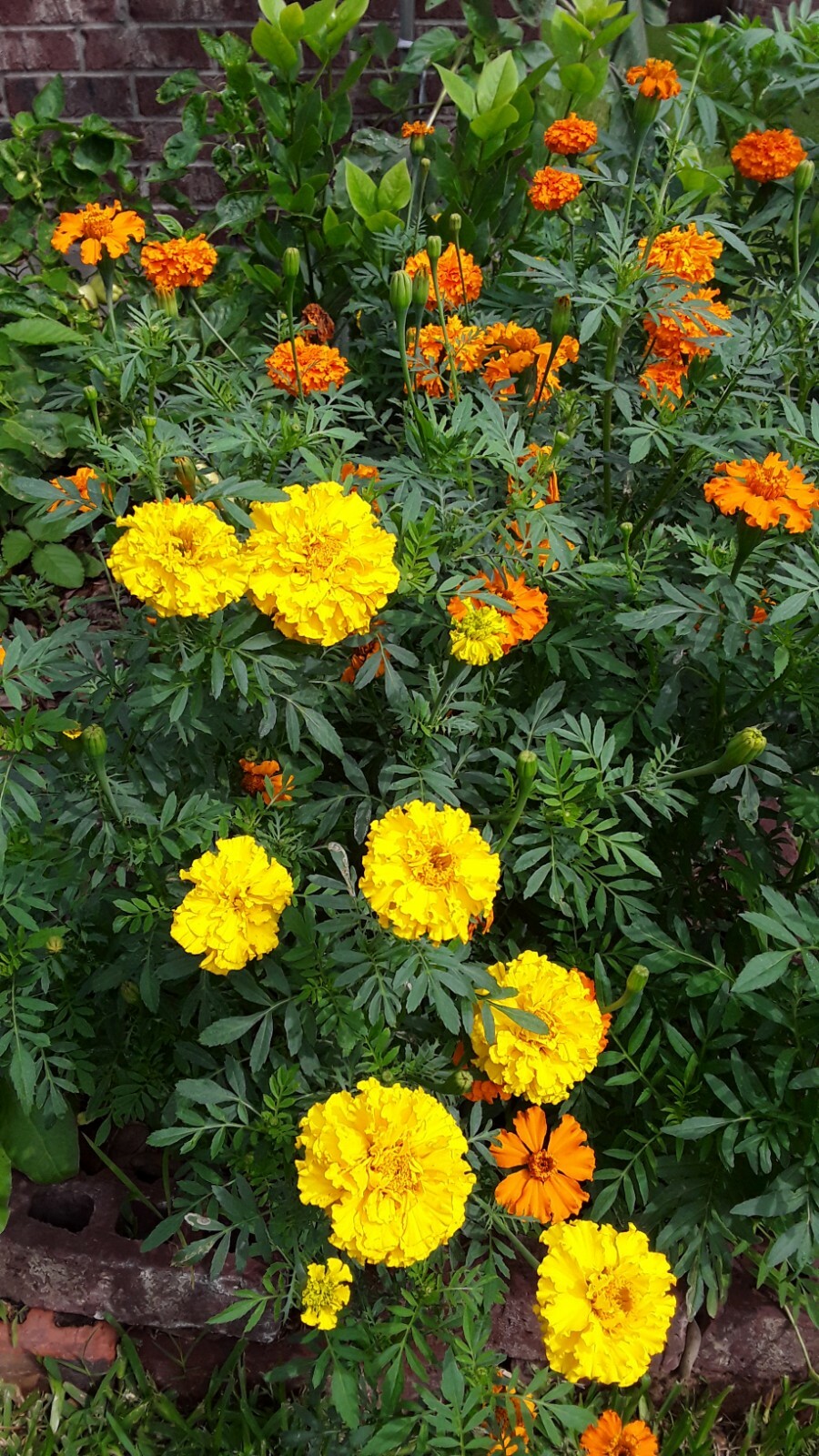 300 African Marigold Crackerjack mixed Tagetes erects. Annual Flower