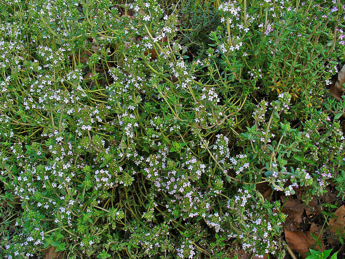 3000 Common Thyme Seeds Thymus vulgaris Herb Seeds Non_GMO Free Shipping