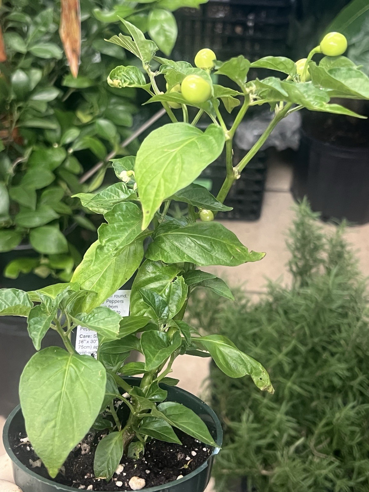 Extremely Hot Wiri Wiri Pepper Plants 225,000 SH One Live Plant In 4” Pot
