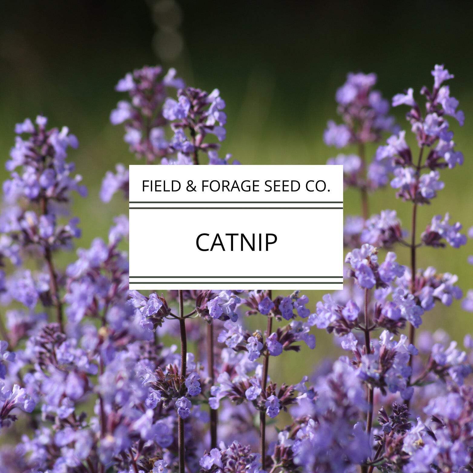 Catnip | Nepeta cataria | Heirloom Herb for Pets & Pollinators | Non-GMO | 100 S