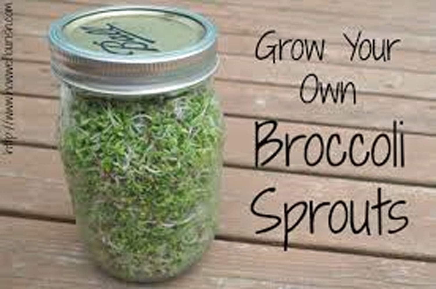 Pet-Friendly 8 oz Broccoli Seeds – Perfect for -Round Microgreens Growing