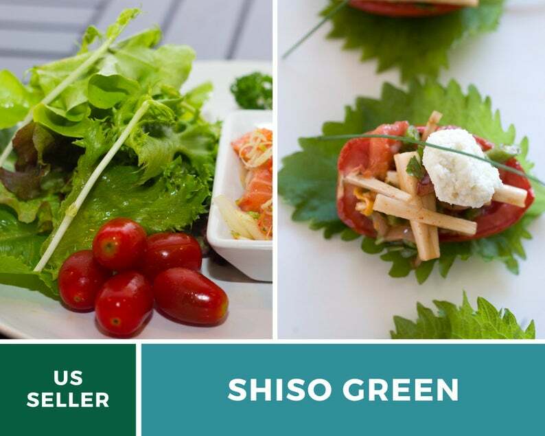 Shiso Green – 200 Seeds – Asian Culinary Herb – Non GMO (Perilla frutescens)