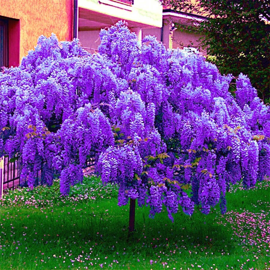 5 Chinese Blue Wisteria sinensis Tree Seeds Fast Climber Flower Vine Hardy Plant