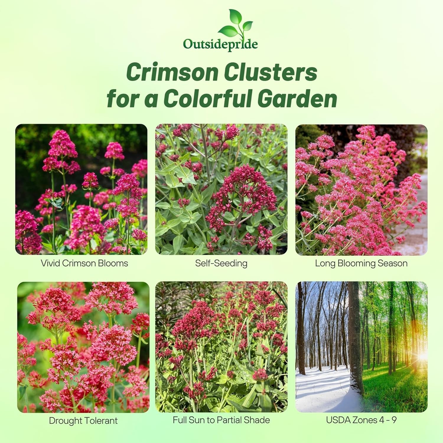 1000 Seeds Jupiter’s Beard Centranthus Ruber Red Valerian Flower Seed For