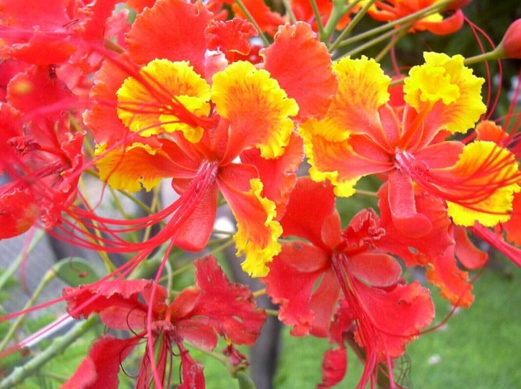 10 Pride of Barbados Seeds, Caesalpinia Pulcherrima, Red Bird of Paradise
