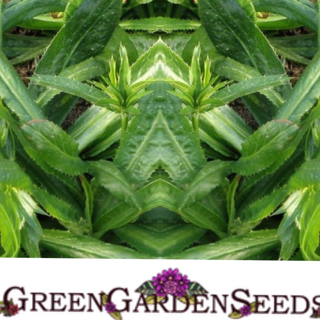 Culantro | 500 seeds | recao | CILANTRO| Seeds Mix ,8 Weeks Needed To Germinate