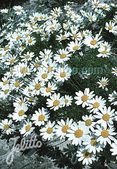 Anthemis carpatica Karpatenschnee 250 seeds