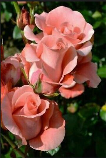 15 Salmon Rose Seeds Flower Bush Perennial Shrub Flowers Seed 1293 US SELLER.(#2