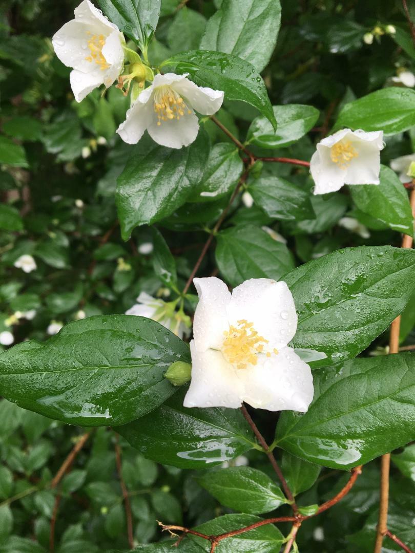 English White Flowering Dogwood Tree Called Mock Orange 100 + SEEDS USA Seller
