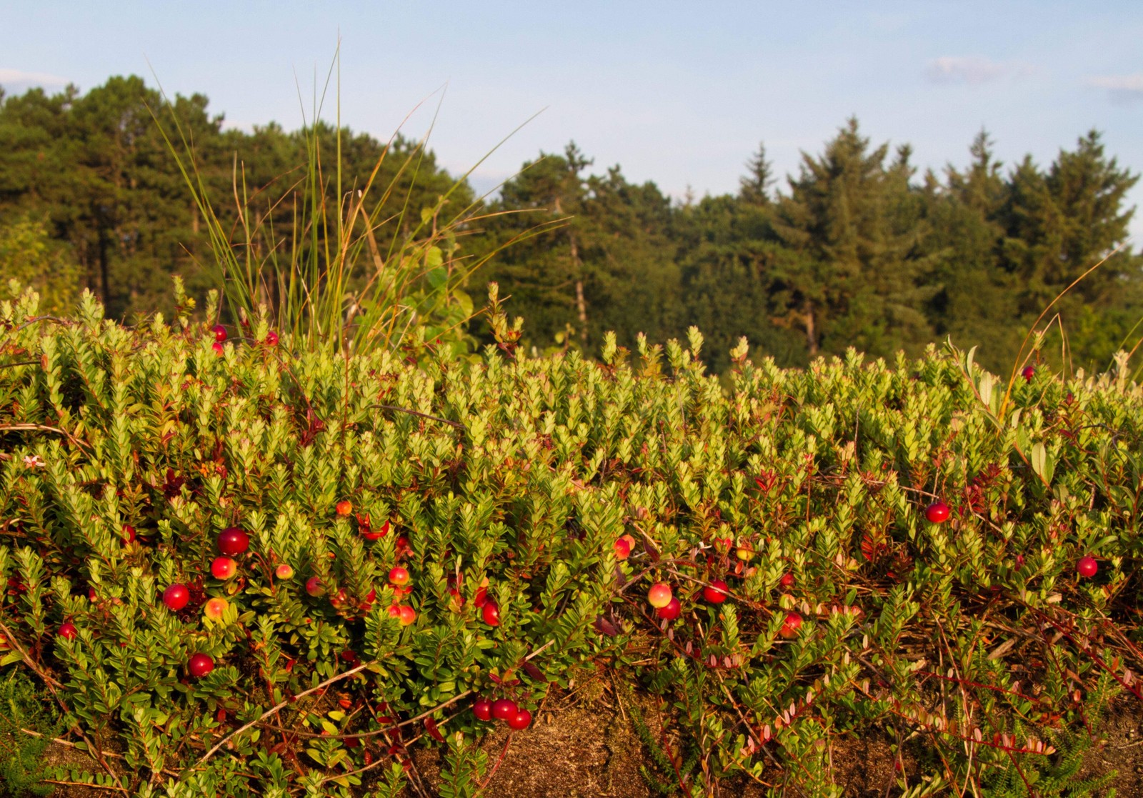 100 Perennial CRANBERRY American Vaccinium Macrocarpon Red Fruit Bush Seeds