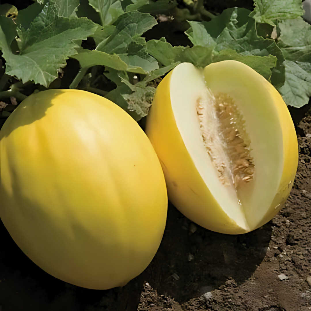 Fresh Delicious Crenshaw Melon Seeds | Yellow | Heirloom Non-GMO | Fruit Seeds