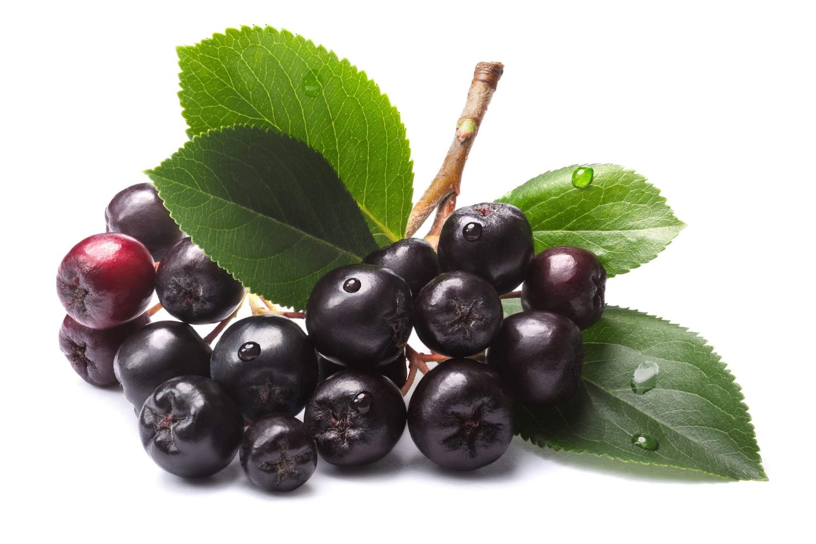 50 BLACK CHOKEBERRY Aronia Melanocarpa White Flower Shrub Seeds