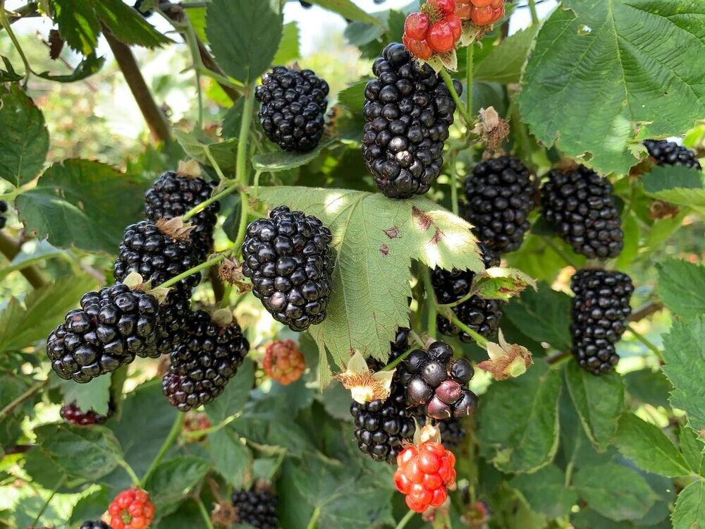 BLACKBERRY SEEDS, 50 Seeds, Rubus, Fruit, Perennial Plant, Organic