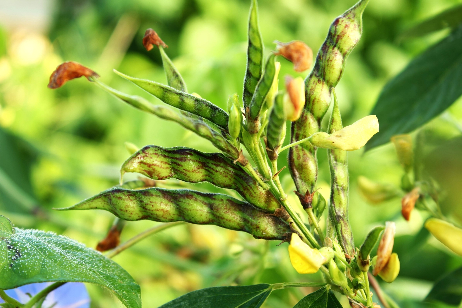 30 PIGEON PEA Dhal Gungo Puerto Rico Bean Cajanus Cajan Vegetable Seeds