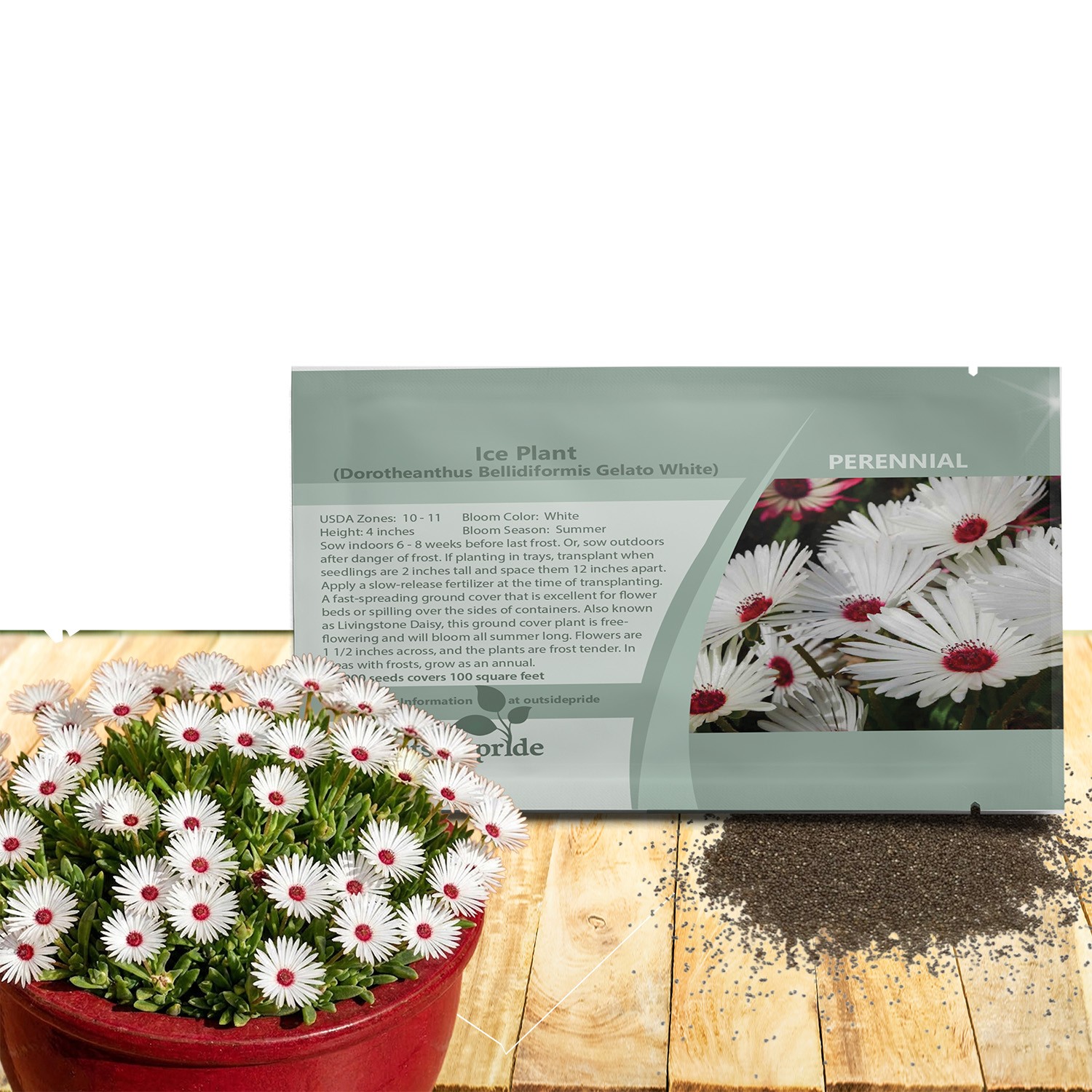 10000 Seeds Ice Plant Drought Tolerant White Livingstone Daisy Ground Cover