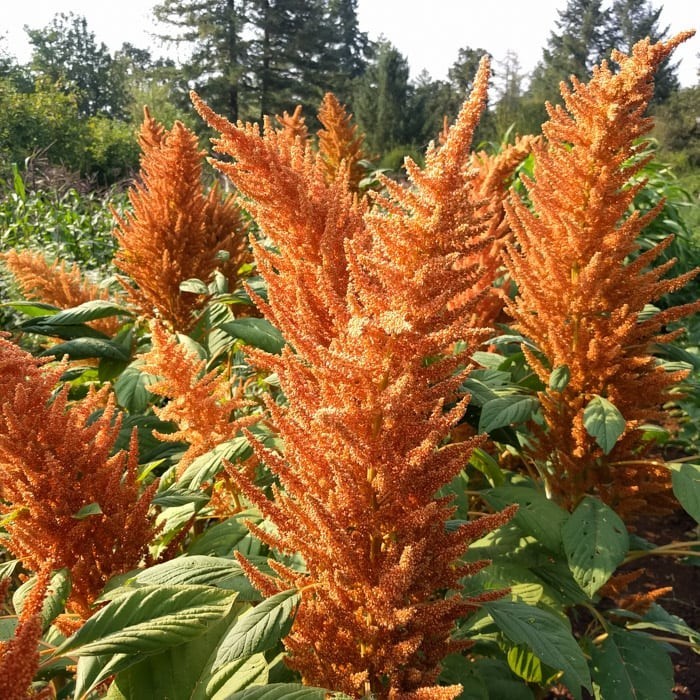 200 Amaranth Seeds | Heirloom I Non-GMO | Organic Free Shipping &Tracking