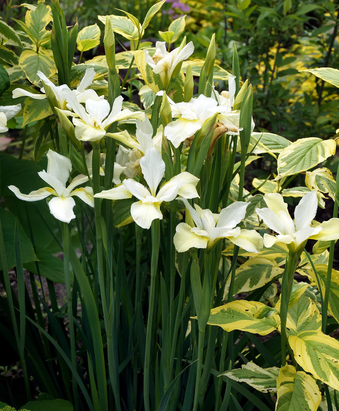 White Swirl Siberian Iris – 3 root divisions
