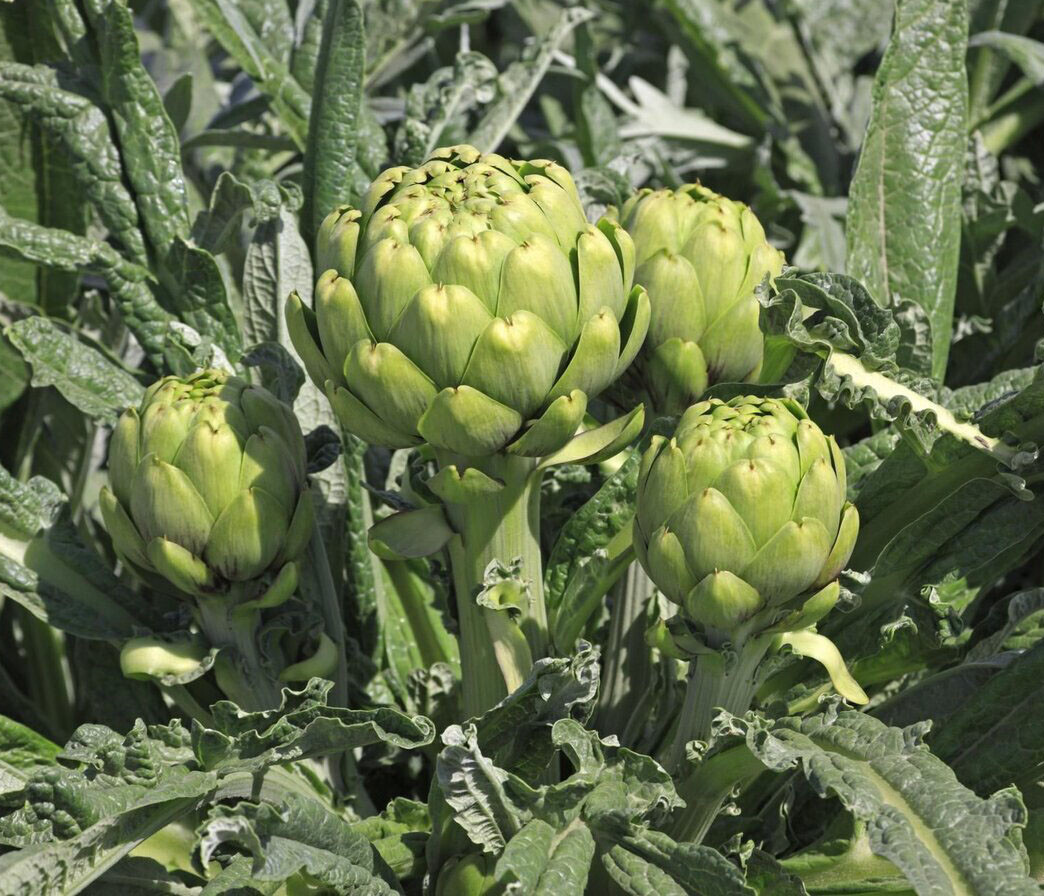 20+ Green Globe Artichoke Seeds Artichoke Thistle Cardoon Vegetable Seeds USA