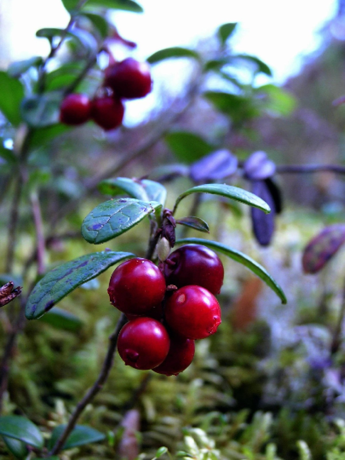 Lingonberry Organic {Vaccinium v.i.} Superfruit! Free U.S. Shipping! 25+ seeds