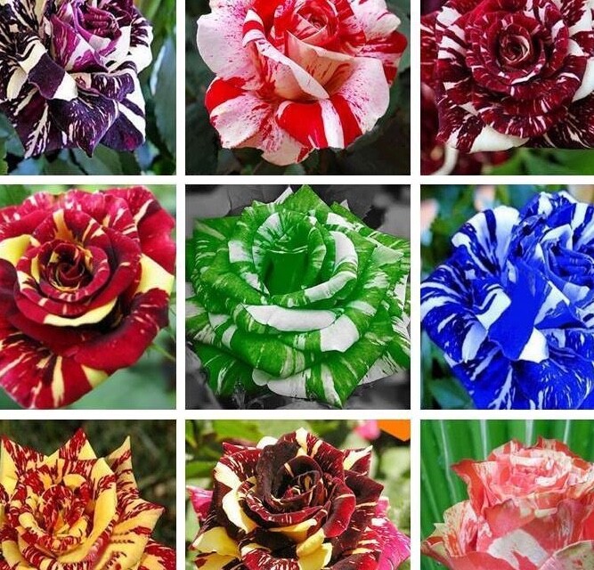 20 EXOTIC RARE STRIPED DRAGON ROSE SEEDS garden flower plant Rosas tea hybrid
