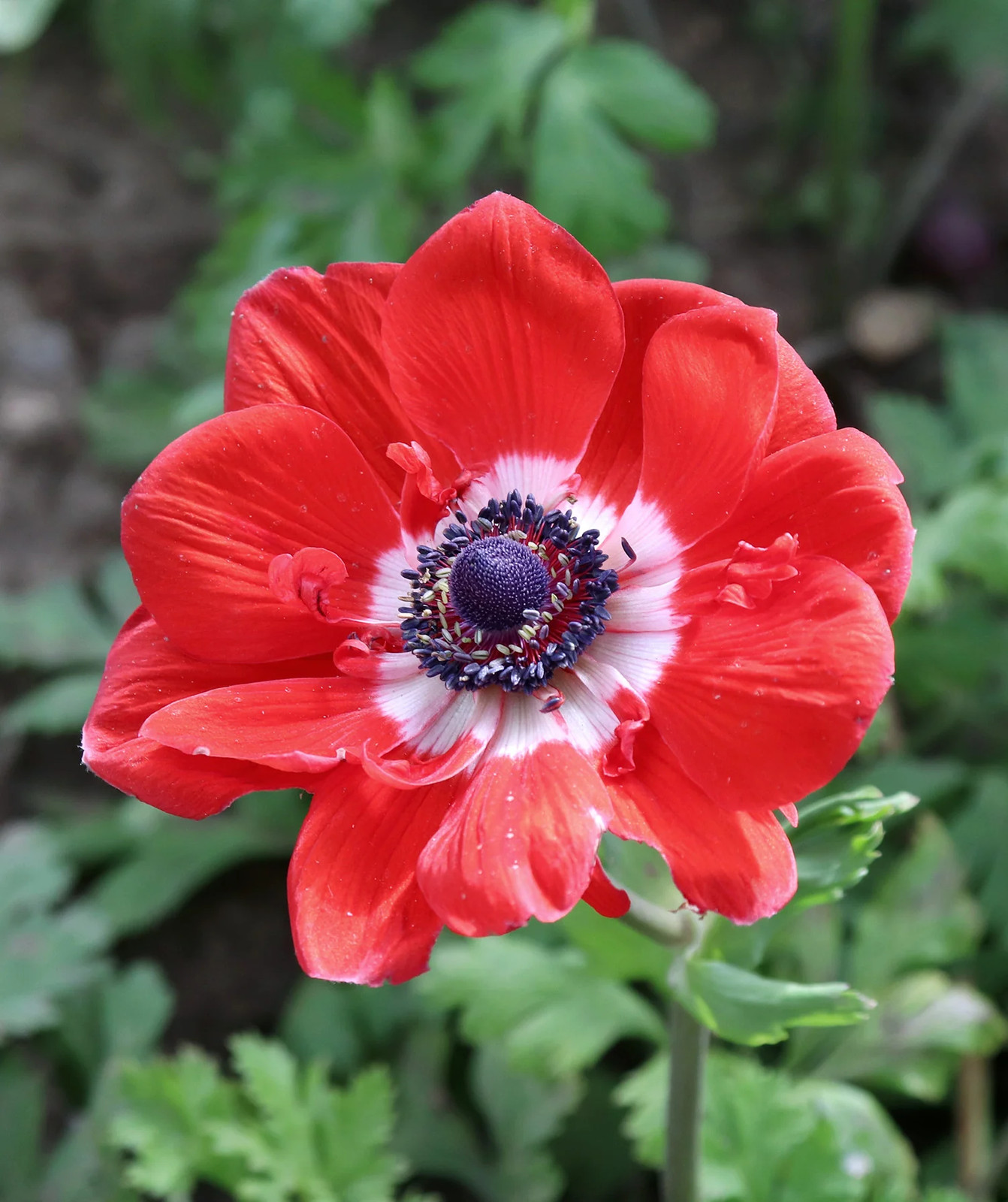Hollandia Anemone de Caen – 25 bulbs