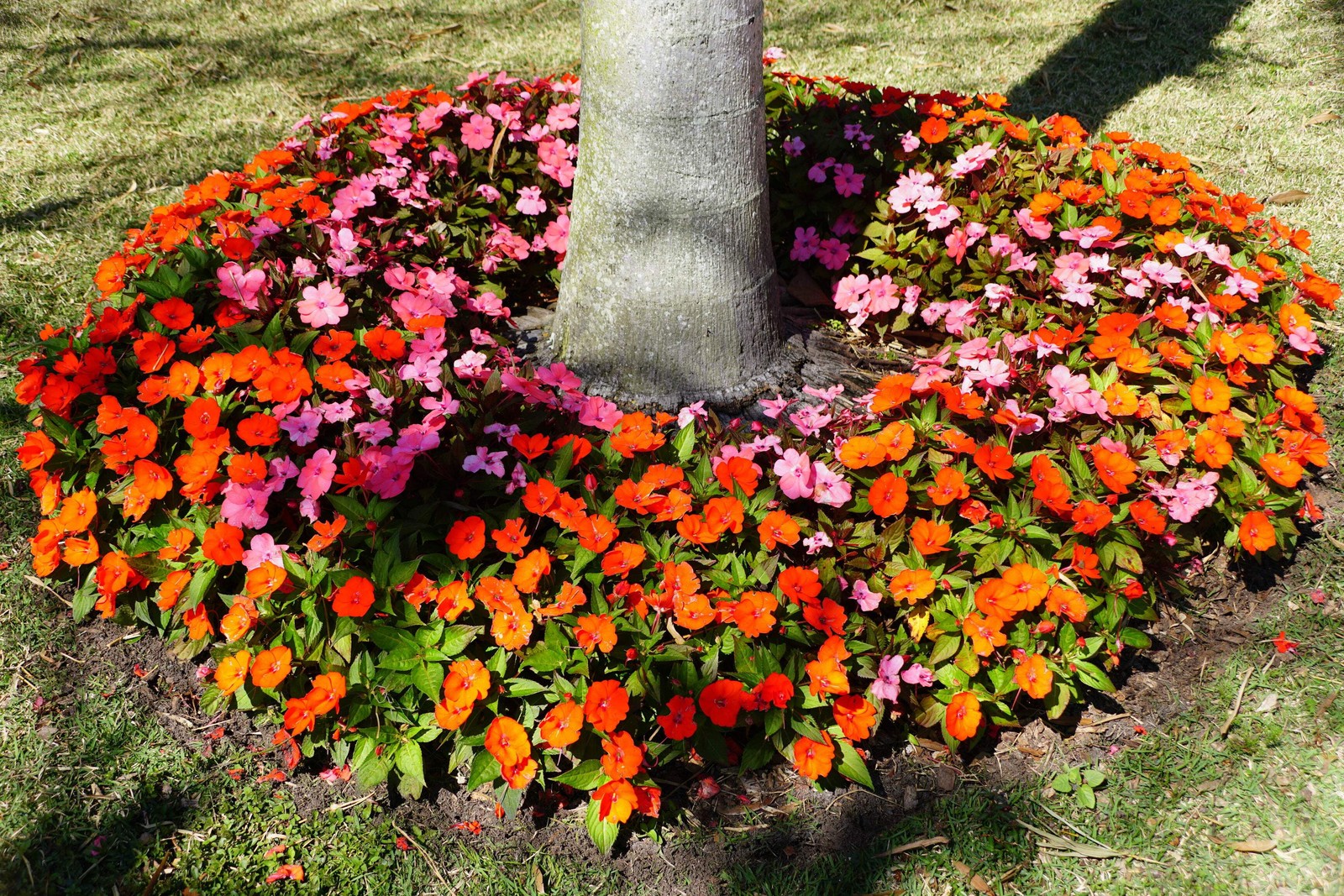 50 DWARF ORANGE IMPATIENS Walleriana Sun or Full Shade Flower Seeds *Flat Ship