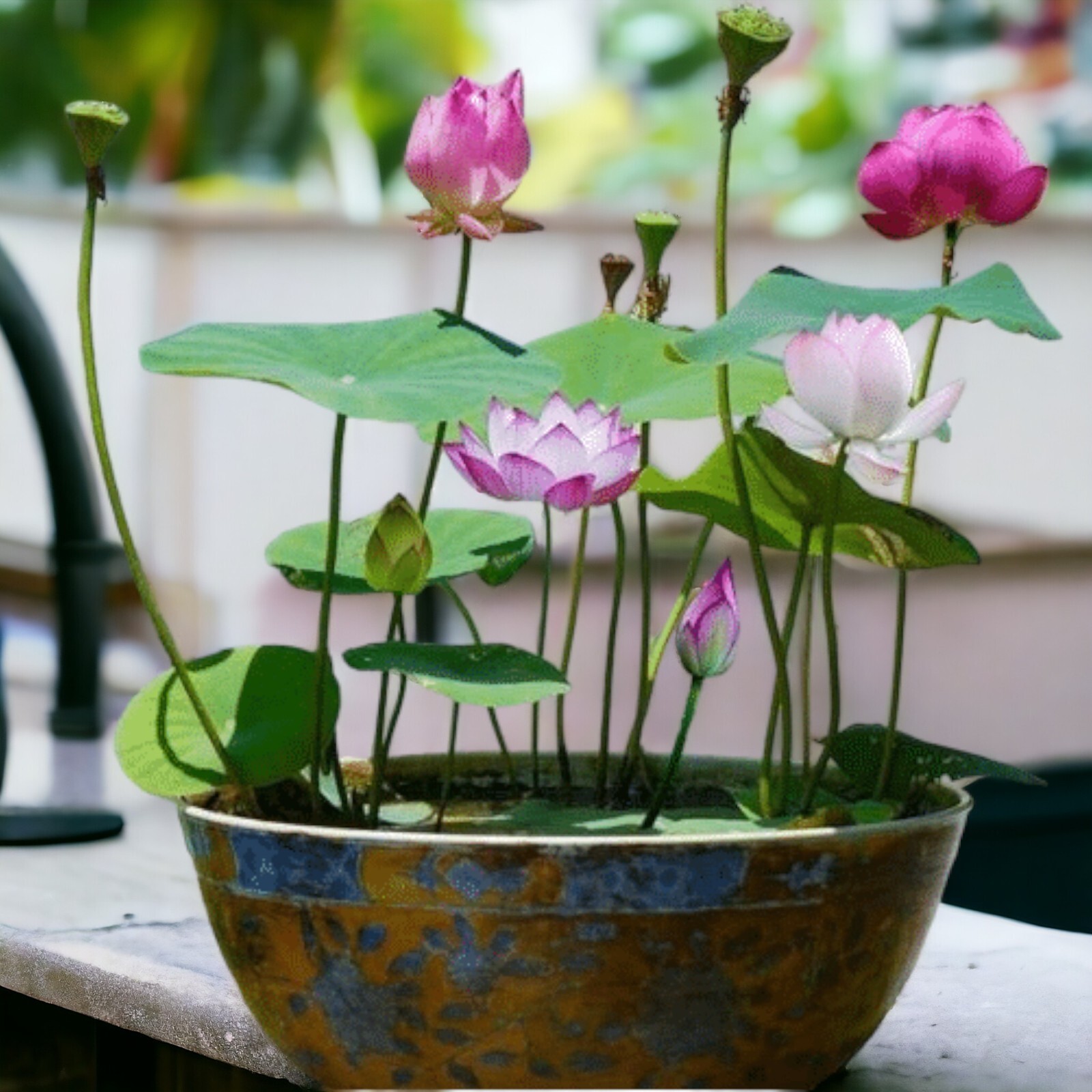 10pcs Germinated Lotus Seeds, Ready to Plant – Mixed Color Bonsai Bowl Lotus