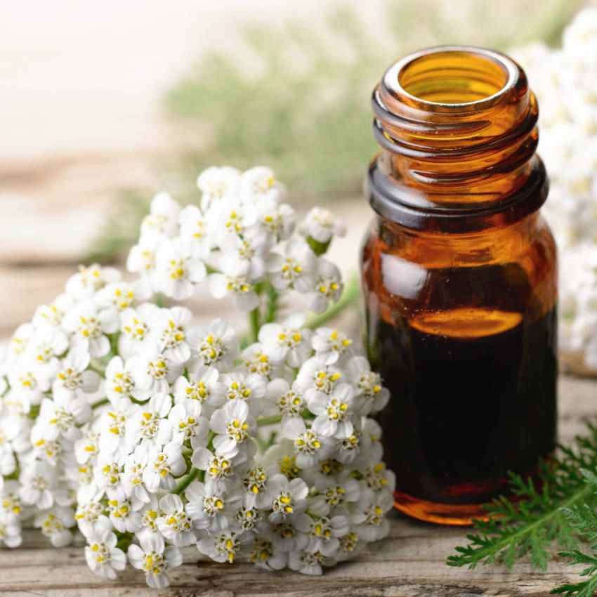 5000 Seeds Achillea White Yarrow Seeds For Planting | Yarrow Wild Flower Seeds