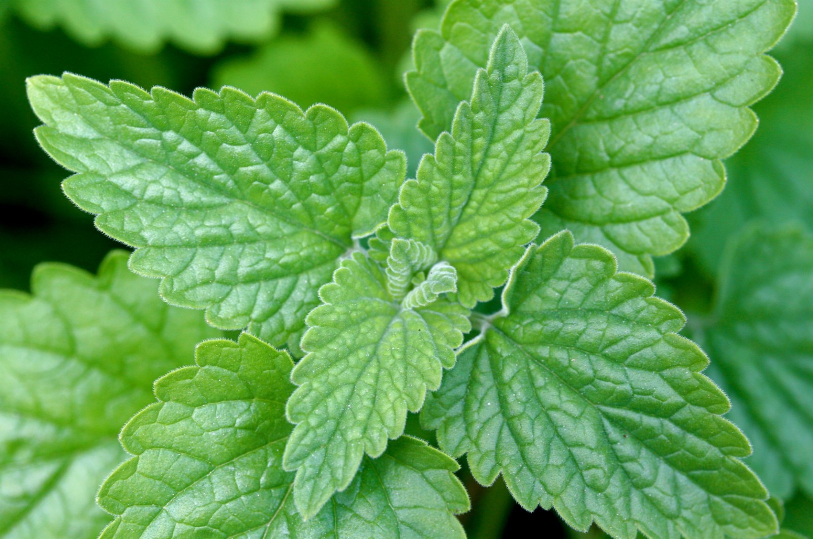 501+CATNIP Seeds Cat Sedative Herbal Drought Poor Soils Organic Container/Garden