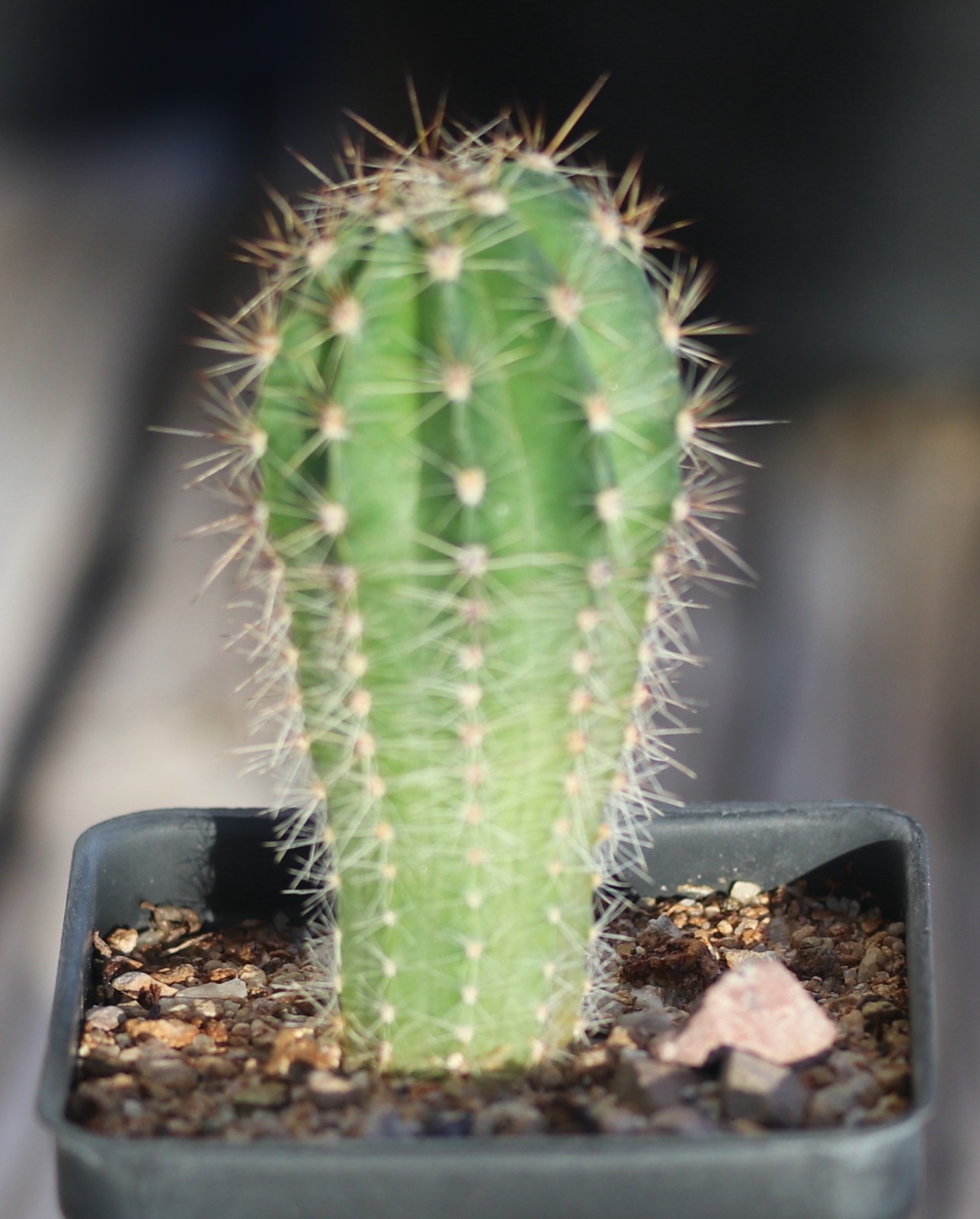 Echinopsis hybrid ‘Unexpected’