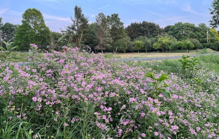 Bad Apples DOT Grade Crown Vetch Seed Bombs 49 STATE LEGAL! For Extreme Erosion!